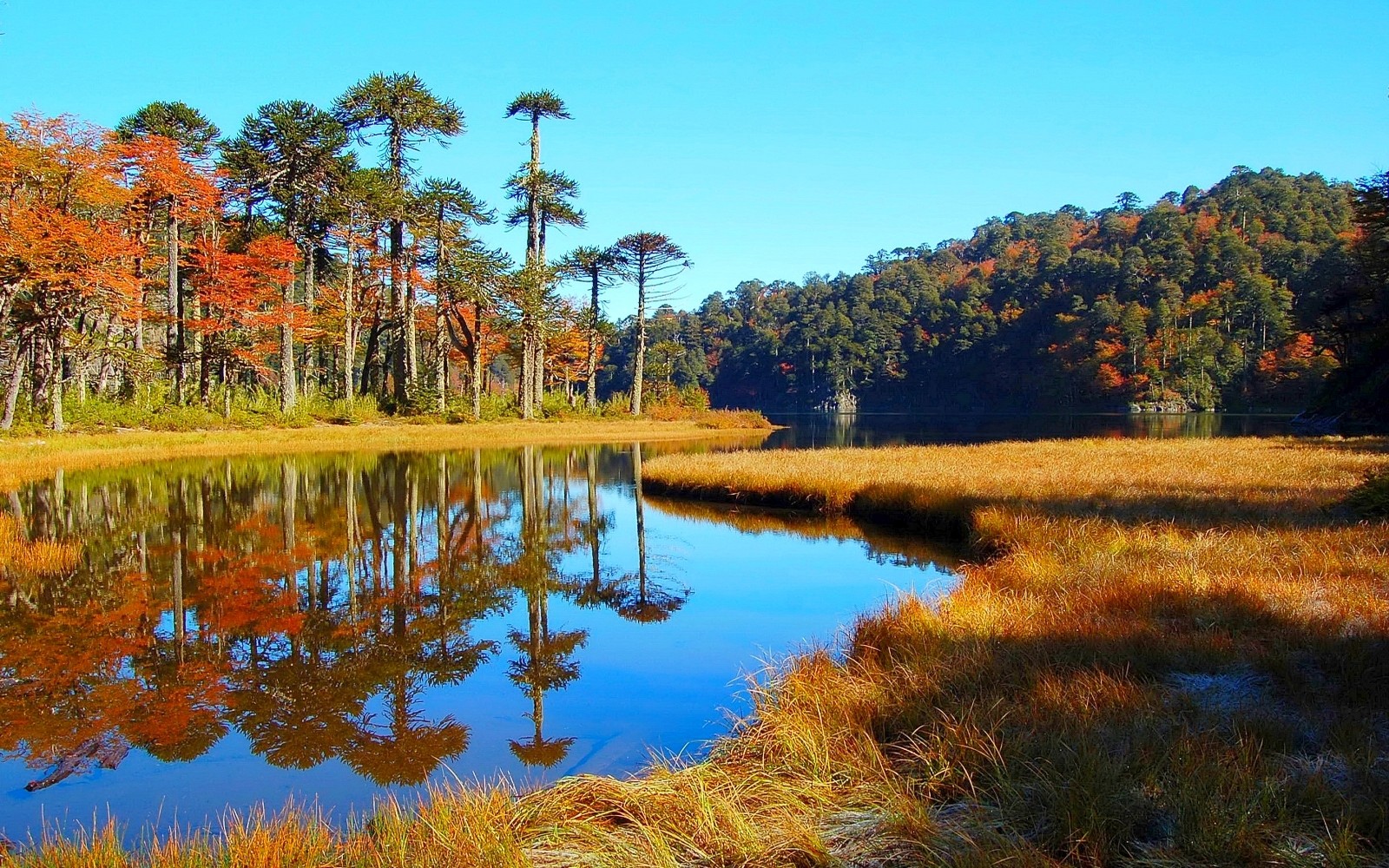 stromy, krajina, les, podzim, jezero, voda, Příroda, odraz, kopce, řeka, divočina, rybník, Chile, suchá tráva, mokřadní, strom, podzim, list, sezóna, louka, zálesí, prérie, bažina, místo výskytu, ekosystém