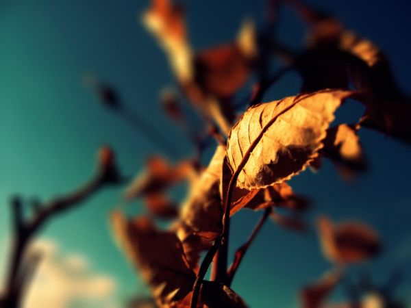 leaves, depth of field, nature, plants, sunlight, sky
