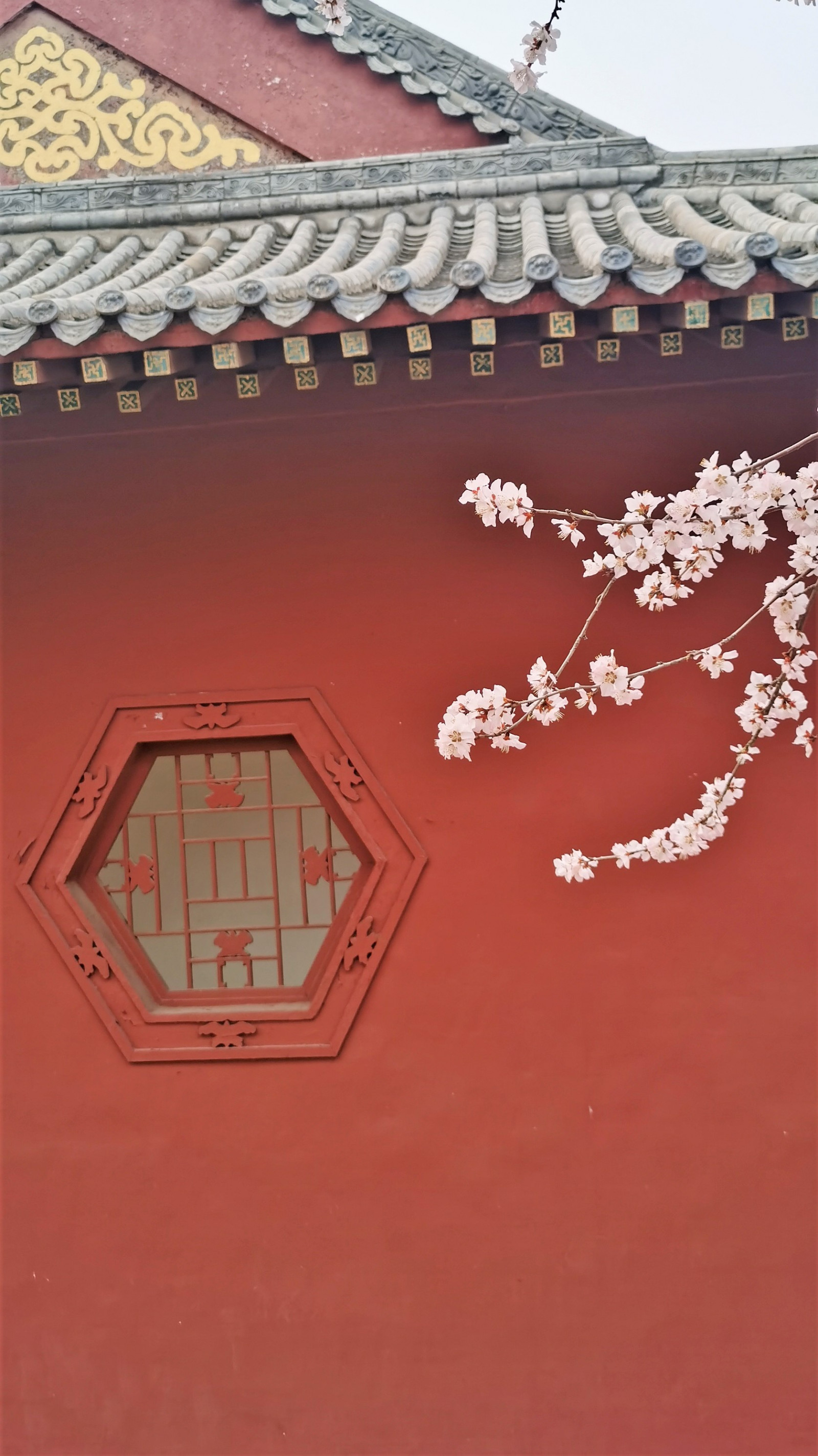 květ, okno, dřevo, budova, font, růžový, Čínská architektura, Dům, rostlina, Tints and shades, fasáda, větvička, střecha, vzor, japanese architecture, UMĚNÍ, symetrie, obdélník, trojúhelník, květ, místo uctívání, Třešňový květ, purpurová, chrám, Cihlový, visual arts, Broskev