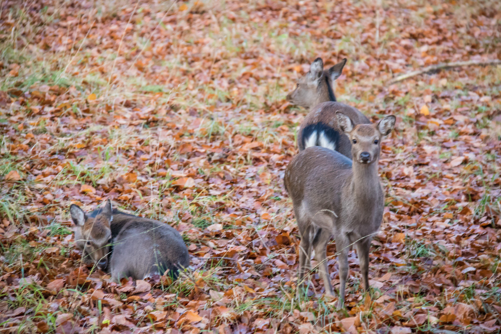 ป่า, กวาง, หญ้า, จอด, สัตว์ป่า, เดนมาร์ก, ฤดูใบไม้ร่วง, ใบไม้, ป่า, Danmark, กระโดด, exif model canoneos760d, ประเทศธรณีวิทยา, กล้องทำให้ Canon, geocity, กล้องรุ่น canoneos760d, geostate, ตำแหน่งทางภูมิศาสตร์, เลนส์ Exifs efs18200mmf3556is, รูรับแสง 56, exif ทำให้ canon, exif isospeed 2500, ความยาวโฟกัส Exif 140mm, directorhaven, j gersborg, j gersborgdyrehave, ทุ่งหญ้า, สัตว์ป่า, สัตว์เลี้ยงลูกด้วยนม, สัตว์มีกระดูกสันหลัง, กวางสีขาว
