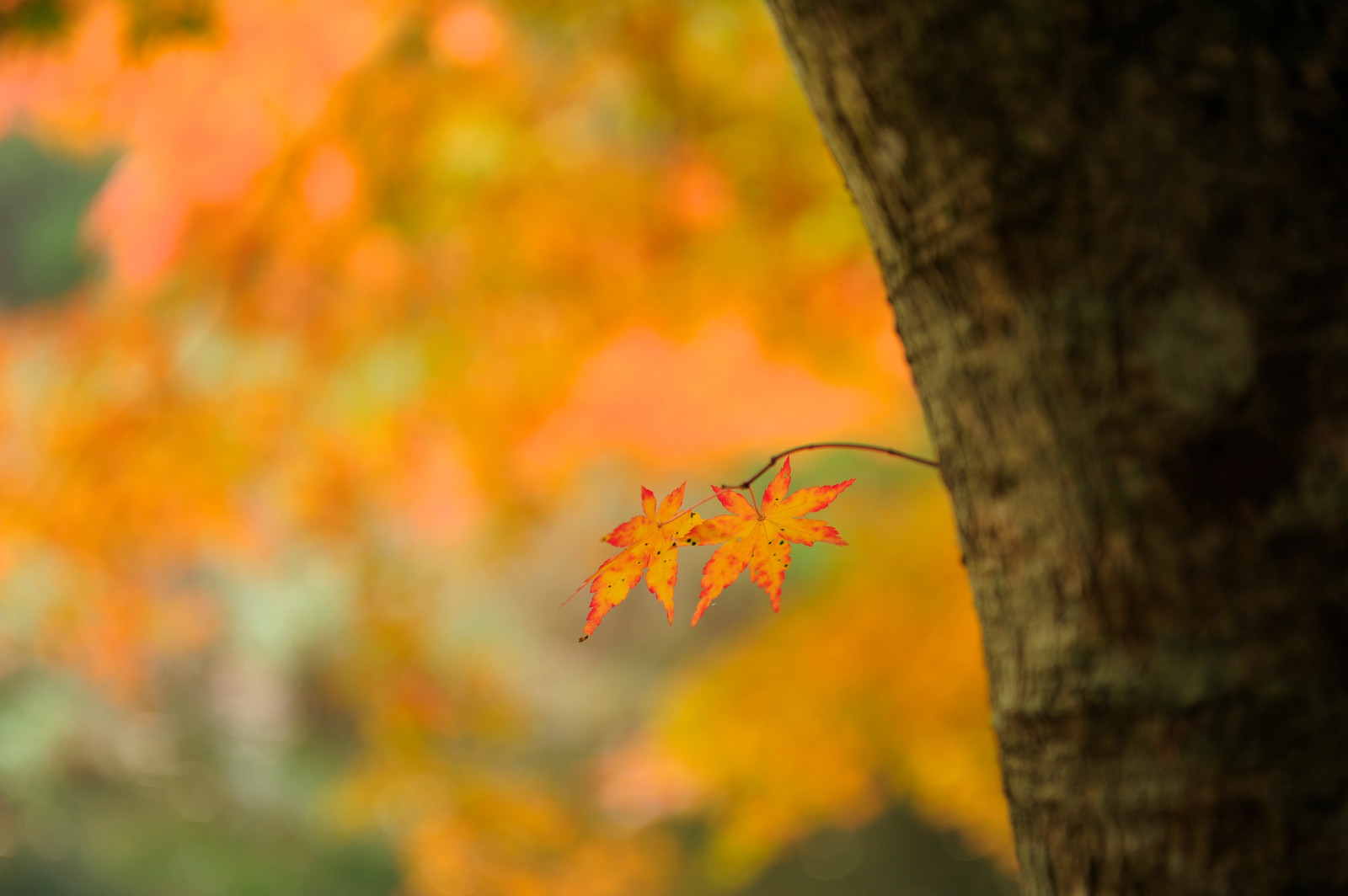 sollys, natur, afdeling, grøn, gul, Toyota, Nikon, sump, træ, efterår, blad, blomst, plante, sæson, flora, D3S, botanik, vedplante, tæt på, makrofotografering, stængelplante, autumncolors, ahorn blad, Aichi, autumntint, inabu, afszoomnikkor2470mmf28ged, takadoya, takadoyaswamp