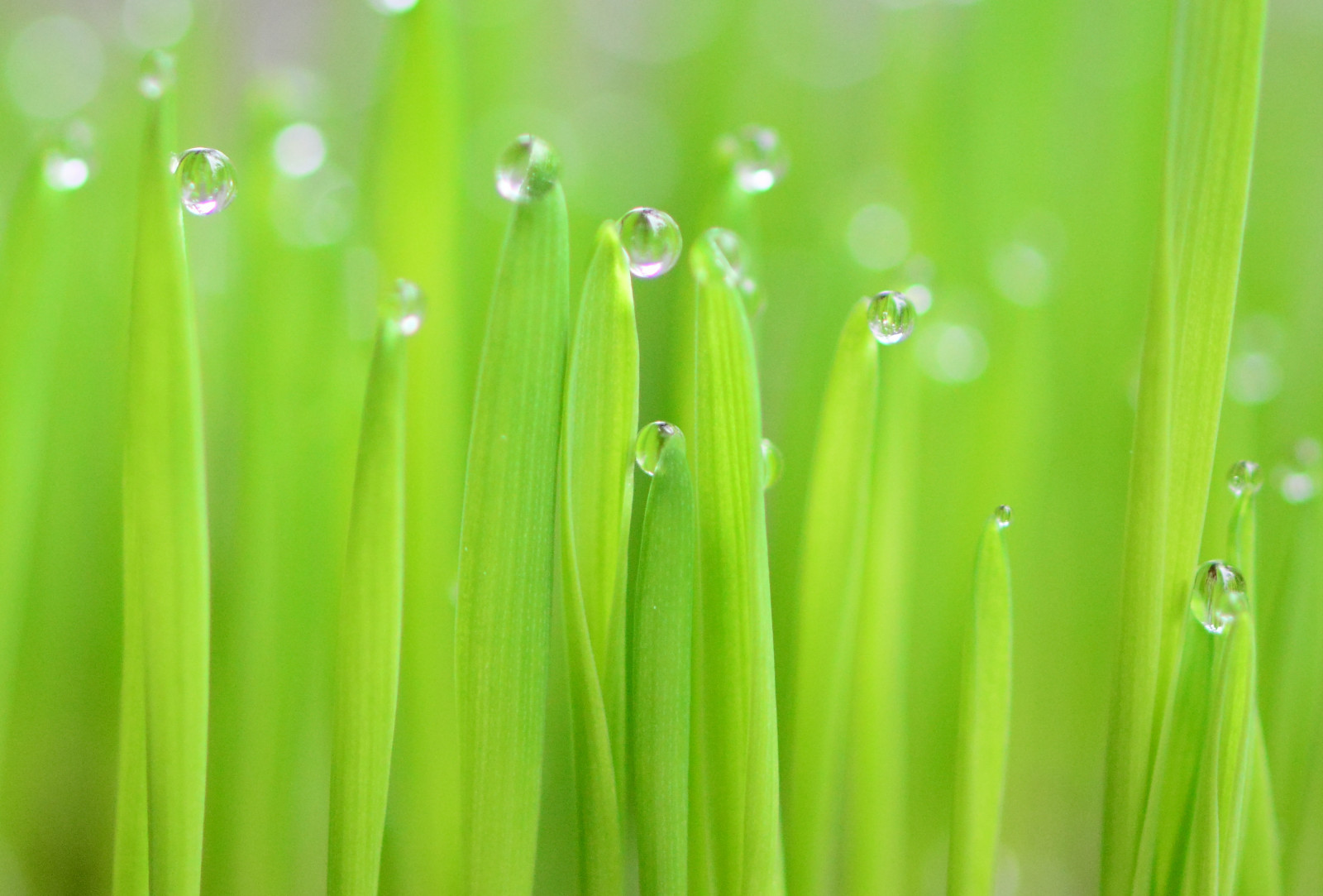 Wallpaper : hijau, rumput, daun, alam, olivicoltore 3433x2324 ...