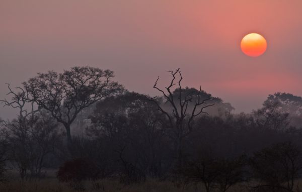 sunrise,nature,Kruger National Park