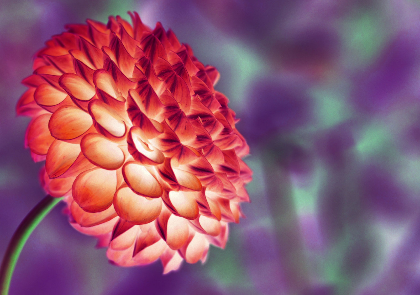 lys, rød, blomst, natur, have, brand, glød, lilla, bokeh, Blu, levende, glødende, burst