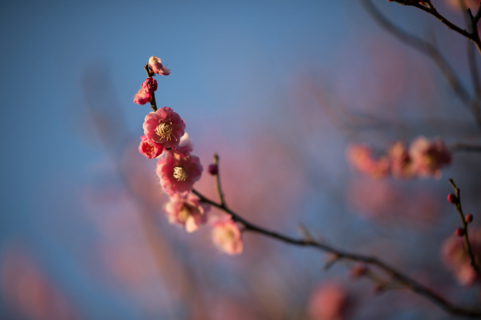 Japan, sollys, rød, afspejling, fotografering, afdeling, cherry blossom, Nikon, blomst, forår, Tokyo, Jp, farve, træ, NIKKOR, efterår, blad, blomst, plante, sæson, blomme, ume, flora, kronblad, afs105mmf14eed, afsnikkor105mmf14eed, df, Ikegami, japaneseapricot, ikegamiplumpark, computer tapet, tæt på, makrofotografering