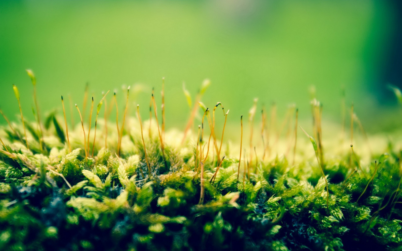 Wallpaper 1920x1200 px, green, macro, nature, plants 1920x1200