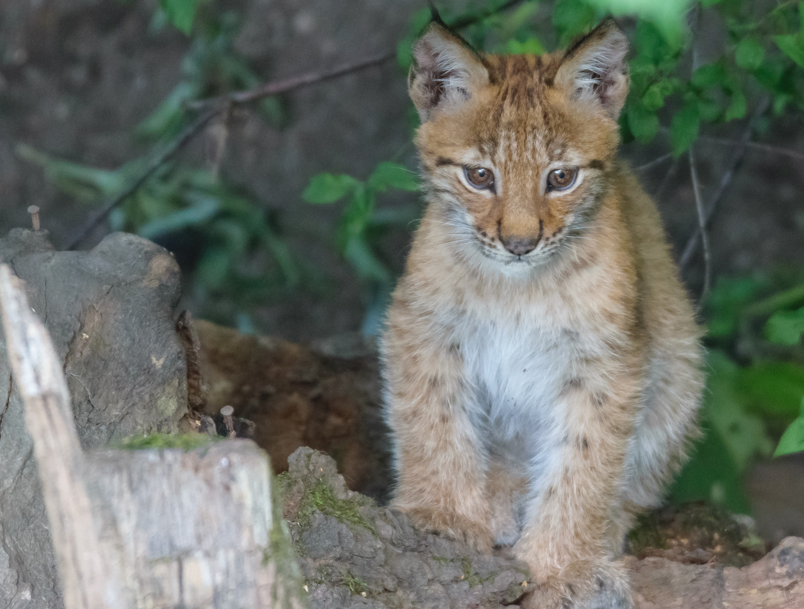 zvěř, zoologická zahrada, Švédsko, Stockholm, skanzen, bigcats, eurasianlynx