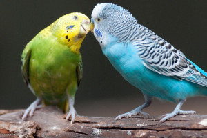 インコ デスクトップ壁紙 デスクトップ壁紙 Wallhere