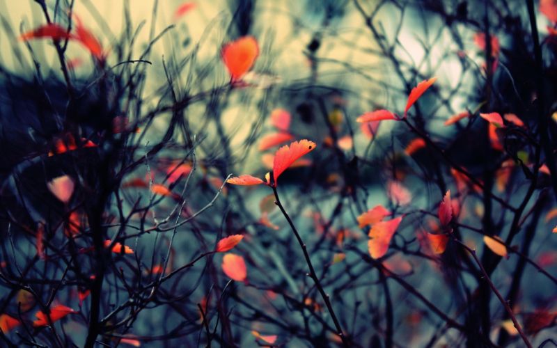 luce del sole, autunno, le foglie, natura, rosso, ramo luce del sole, autunno, le foglie, natura, rosso, ramo