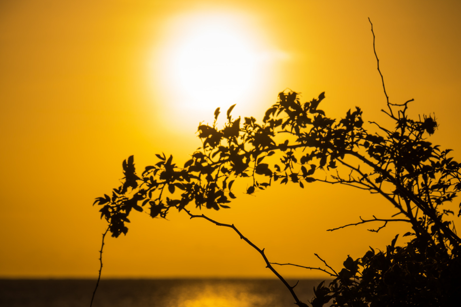 slunečnímu záření, západ slunce, moře, Příroda, odraz, nebe, silueta, větev, svítání, žlutý, večer, ráno, slunce, soumrak, strom, podzim, list, květ, svítání, rostlina, siluett, hav, soluppg ng, Simrishamn, v rhallarna, atmosférický jev, odlesk