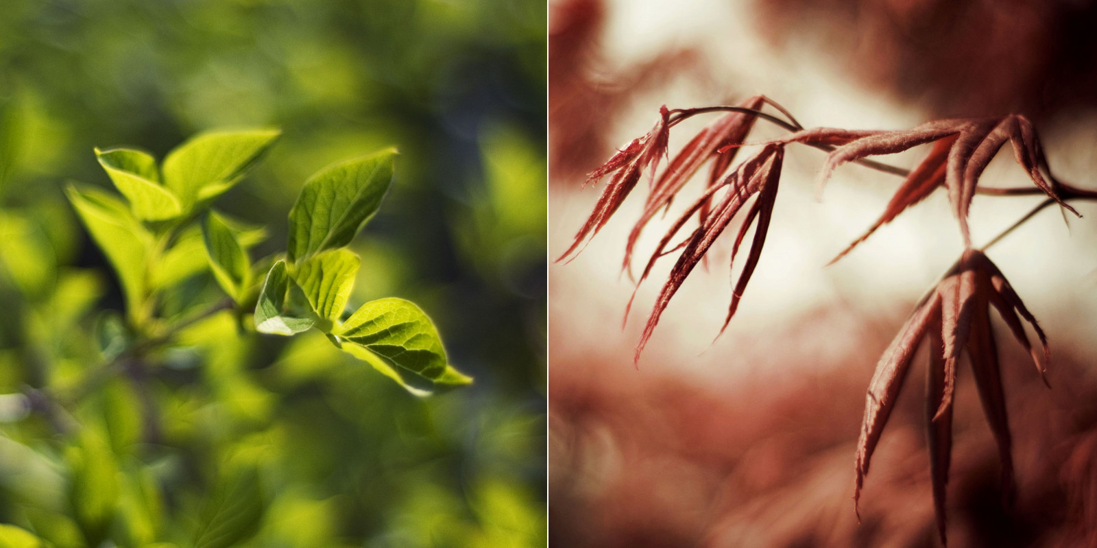 Wallpaper light, red, Canada, green, leaves, Vancouver, spring