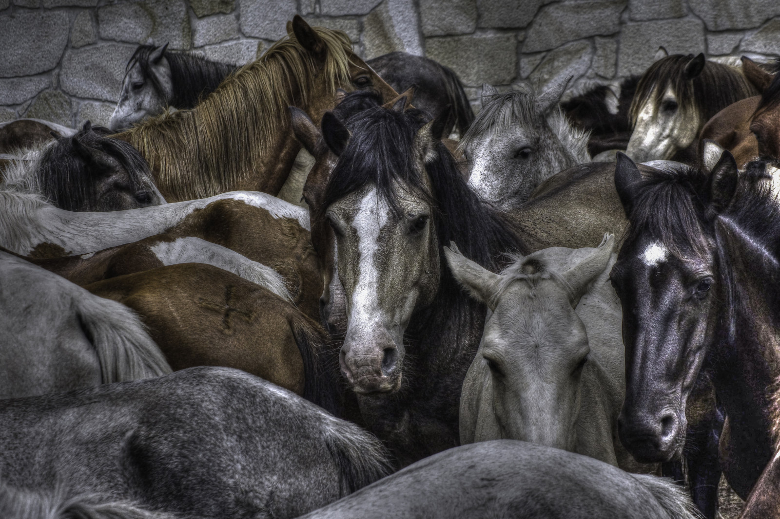 สัตว์, ม้า, สัตว์ป่า, ต้นไม้, กรัม, ปศุสัตว์, รูปภาพ, สัตว์, ฝูงสัตว์, สัตว์ป่า, a77, sonya77, จมูก, สร้อย, ม้าเหมือนสัตว์เลี้ยงลูกด้วยนม, Mustang ม้า, Caballos, gaby1, ggl1, gabrielcoru a, xovesphoto