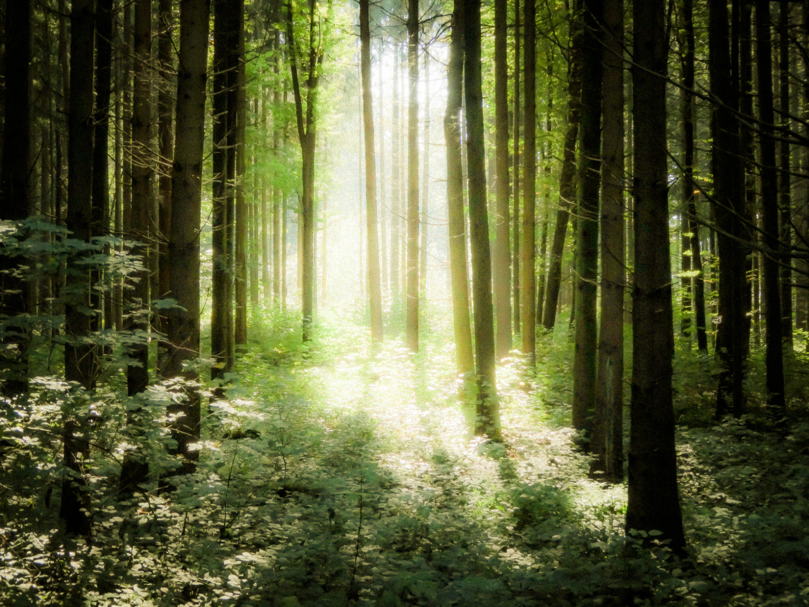 slunečnímu záření, krajina, les, Příroda, tráva, stín, ráno, Sony, divočina, skřítek, džungle, cesta, deštný prales, přírodní rezervace, světlo, strom, vegetace, flickrunitedaward, zálesí, háj, počítač tapeta, ekosystém, mírné jehličnatý les, biome, kufr, sonydscwx300, prales, smíšený les, opadavý, lužní les, národní park, andreasvoegelephoto, dscwx300, wx300, sonywx300, Elveslight, spruce fir forest, northern hardwood forest concept, tropical and subtropical coniferous forests, valdivian temperate rain forest