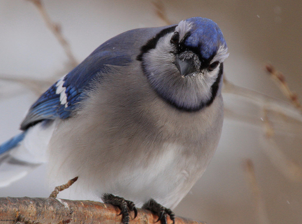 pták, modrý, blue jay, fauna, zobák, Sojka, Volně žijících živočichů, Pírko, oko, zblízka, prohlížení pták, organismus, vrána jako pták, křídlo, Pěvec, Emberizidae, pěnkava