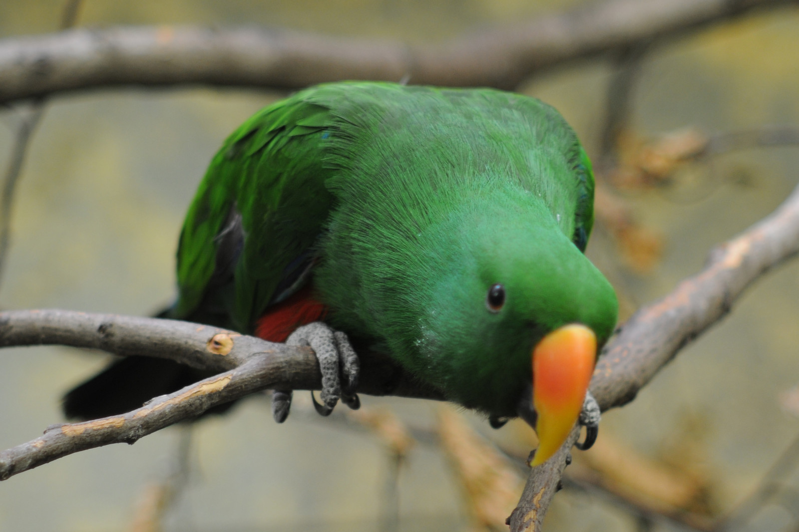 grøn, Zoo, papegøje, Wuppertal, zoowuppertal, vosplusbellesphotos, einseinszehn, 85mmf20mf, mmmilikeit