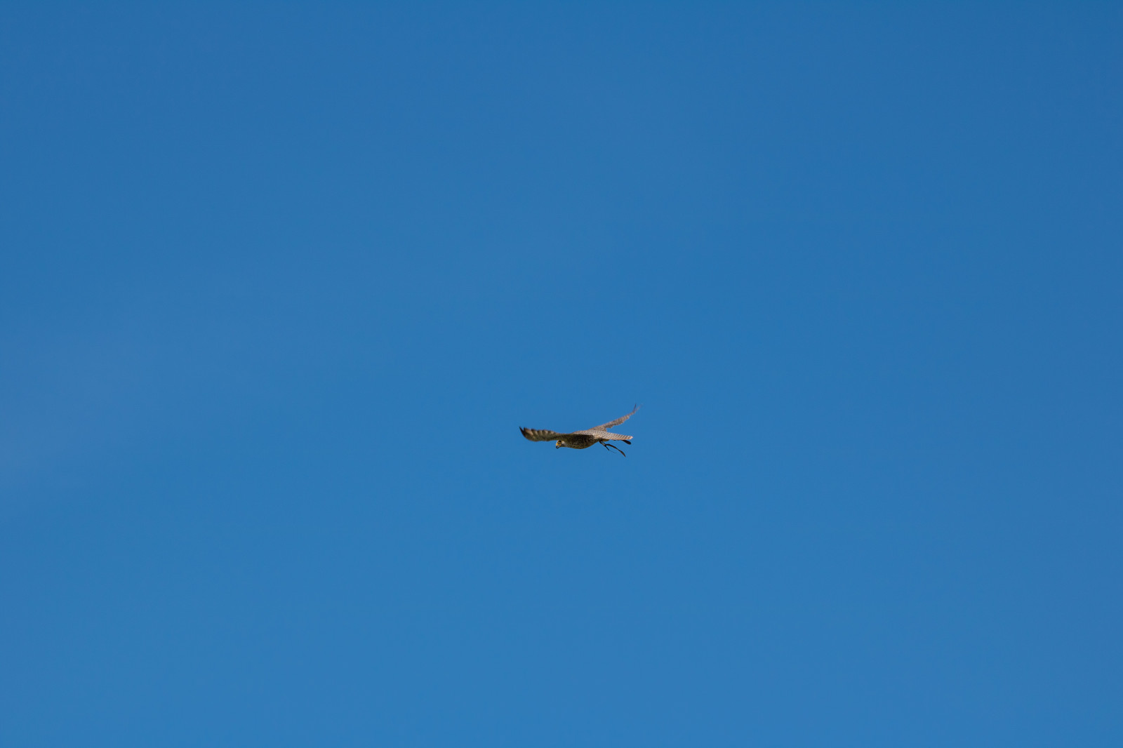 nebe, vozidlo, letoun, letadlo, Dánsko, Sokol, Let, pták, birdofprey, Danmark, f gel, letectví, exif modelu canoneos760d, geocountry, Kamera aby kánon, geocity, Model fotoaparátu canoneos760d, geostate, geolocation, exif aby kánon, EXIF isospeed 100, EXIF otvor 71, exif focallength 155mm, EXIF ef70300mmf456lisusm čočka, Skagen, rovf gel, eagleworld, rnreservatet, Falk, falcocherrug, sakerfalcon, sakerfalk, tatarfalk, křídlo, Atmosféra Země