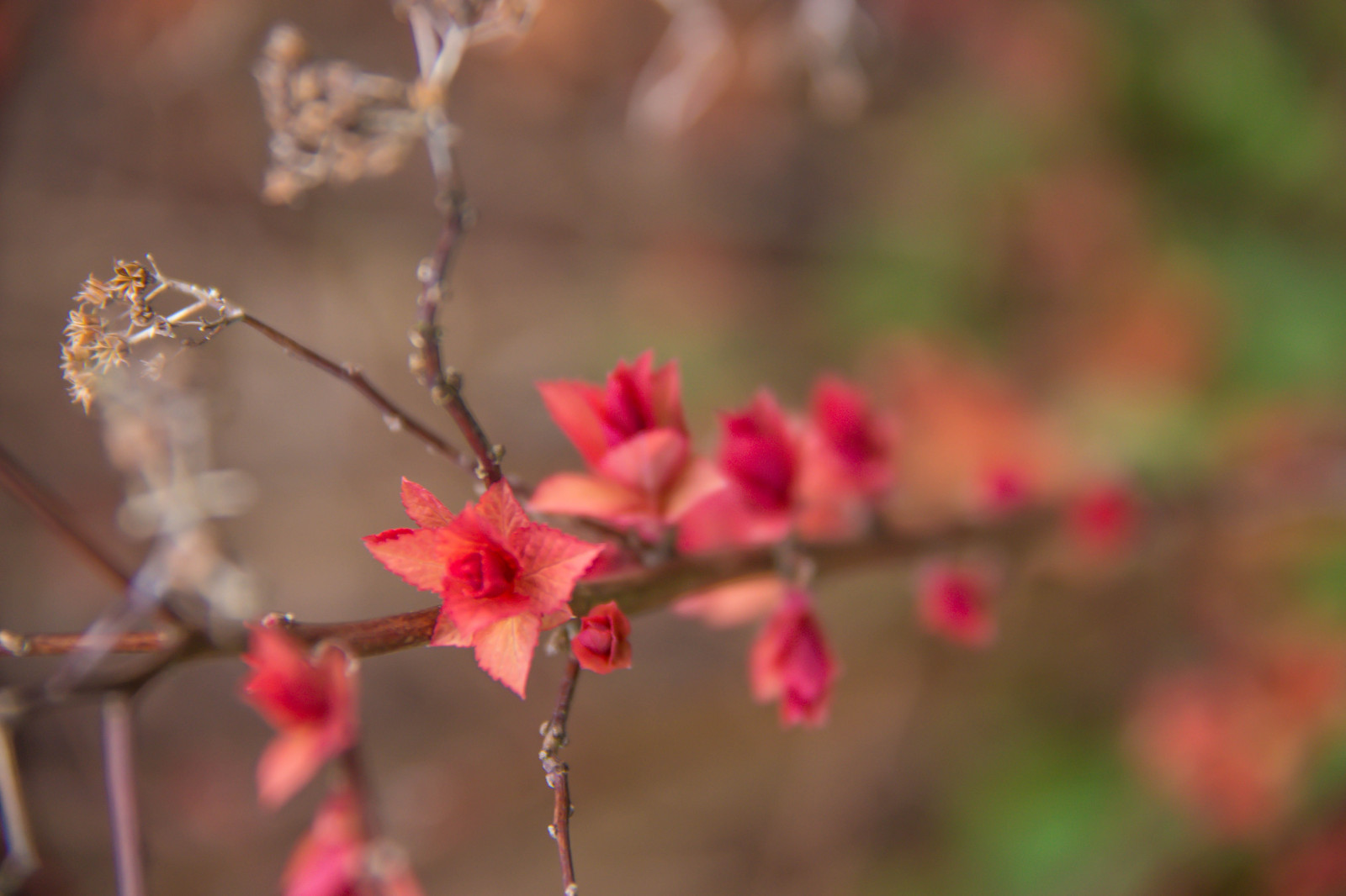 slunečnímu záření, Příroda, Červené, park, fotografování, větev, květ, jaro, strom, podzim, list, květ, rostlina, sezóna, flóra, pupen, l v, v r, jaro, Alnarp, okvětní lístek, Knopp, alnarpsparken, divoká rostlina, botanika, zblízka, keř, makro fotografie, závod stonek