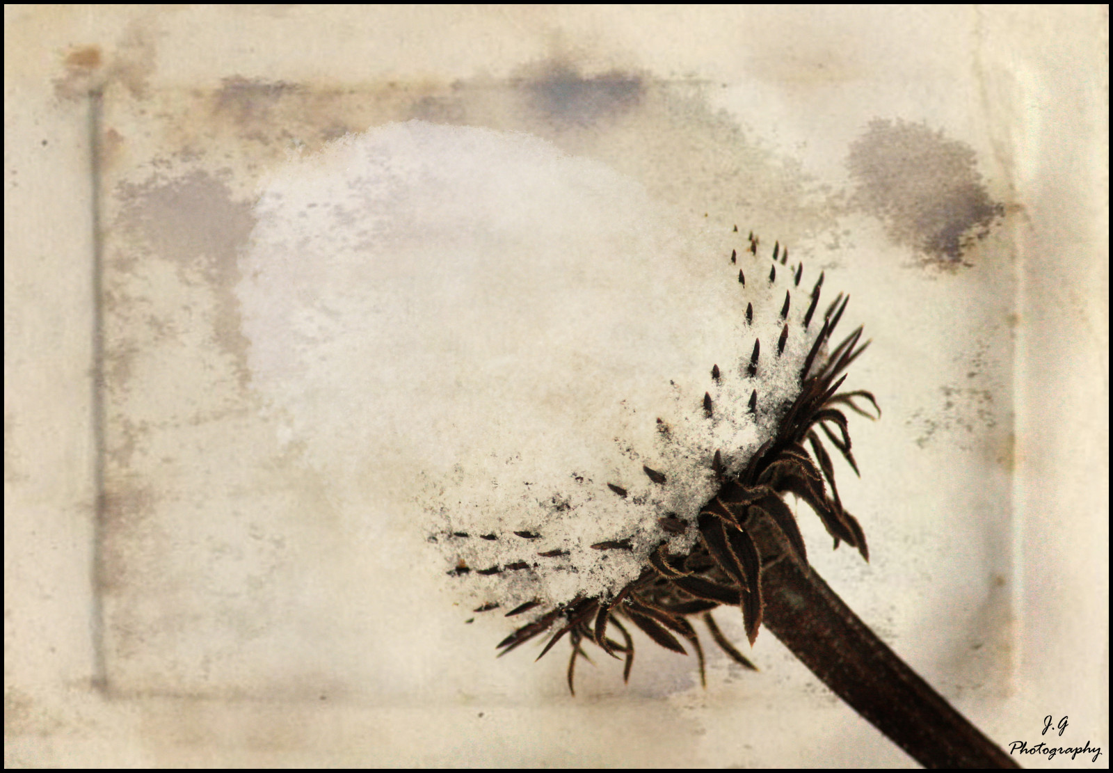 malování, Photoshop, umělecká díla, nachový, Kánon, Dědictví, květ, daarklands, stálý život, vrstva, secretenchantedgardens, trolledproud, tistheseason, kužel, texturedlayers, jackaloha2, magicunicornverybest, flickrvault, miasbest, exoticimage, zátiší fotografování, akvarel barvy, crazygeniuses, canoneosdigitalrebelxsi, Snowsnowandmoresnow, Iwantspring, Ineedabeach, Magaicunicornmasterpiece, Iambeginningtohatesnow, Hahahahayouarefunny, stock photography