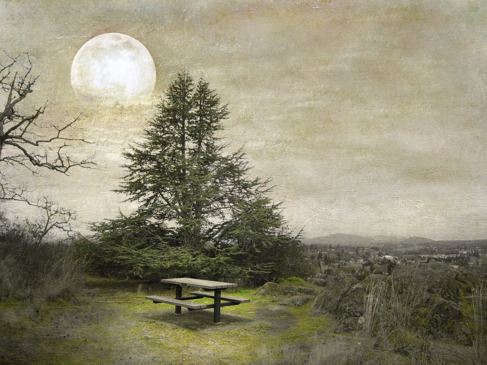 alberi, foresta, Luna, mattina, panchina, sentiero, incantato, albero, tempo metereologico, boschi, magicunicornverybest, Isola di Vancouver, magicunicornmasterpiece, Tarocchi, Creativephotocafe, PhotoMix, fenomeno atmosferico, MOTAT, mounttolmie