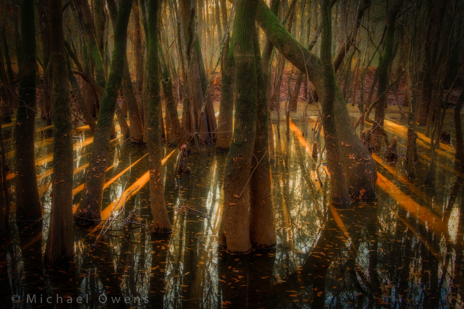 slunečnímu záření, stromy, malování, les, voda, odraz, zima, řeka, nosníky, textura, džungle, kufry, bažina, Formace, Chaos, mokřadní, strom, podzim, sezóna, odrazy, jižní, Snímek obrazovky, zálesí, mechový, místo výskytu, přírodní prostředí, počítač tapeta, canoochee, hřídele, složitý, Tupelo, teacolored