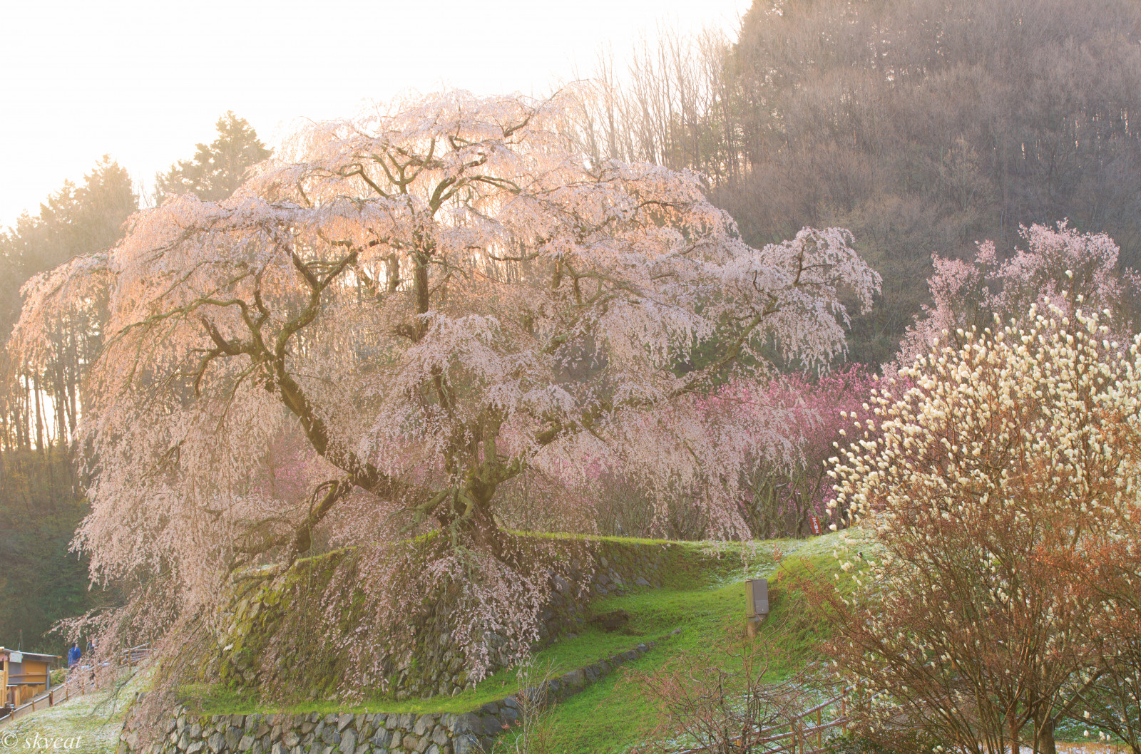 Kánon, krajina, eos, jaro, Třešňový květ, nara, Uda, weepingcherry, Plačící klobouk, Matabei, 5dmark