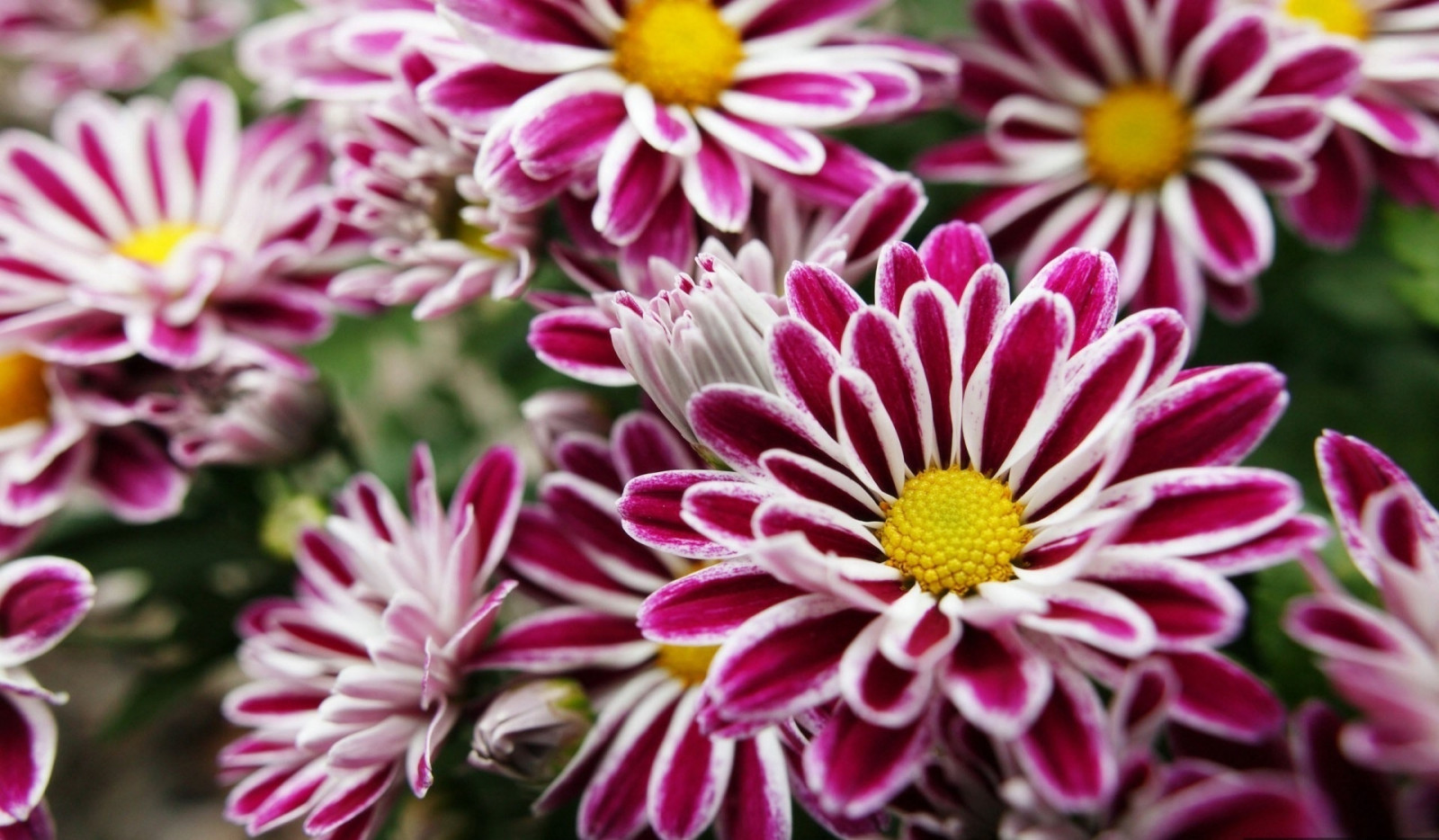 Wallpaper colorful, flowers, petals, pollen, pink, bright, Daisy, flower, dahlia, flora, petal