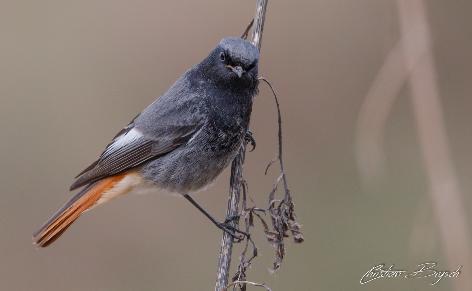 Černá, větev, Volně žijících živočichů, zobák, pták, pěnkava, křídlo, ngc, fauna, prohlížení pták, obratlovců, Lejskovití, Emberizidae, střízlík, Rehek zahradní, hausrotschwanz