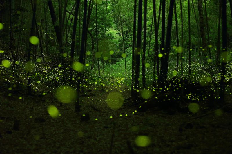 luce del sole, foresta, natura, insetto, verde, animali