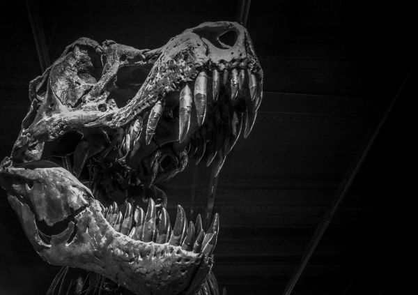 2048x1446 px,bones,dinosaurs,monochrome,skull,Tsvetomil Semkov