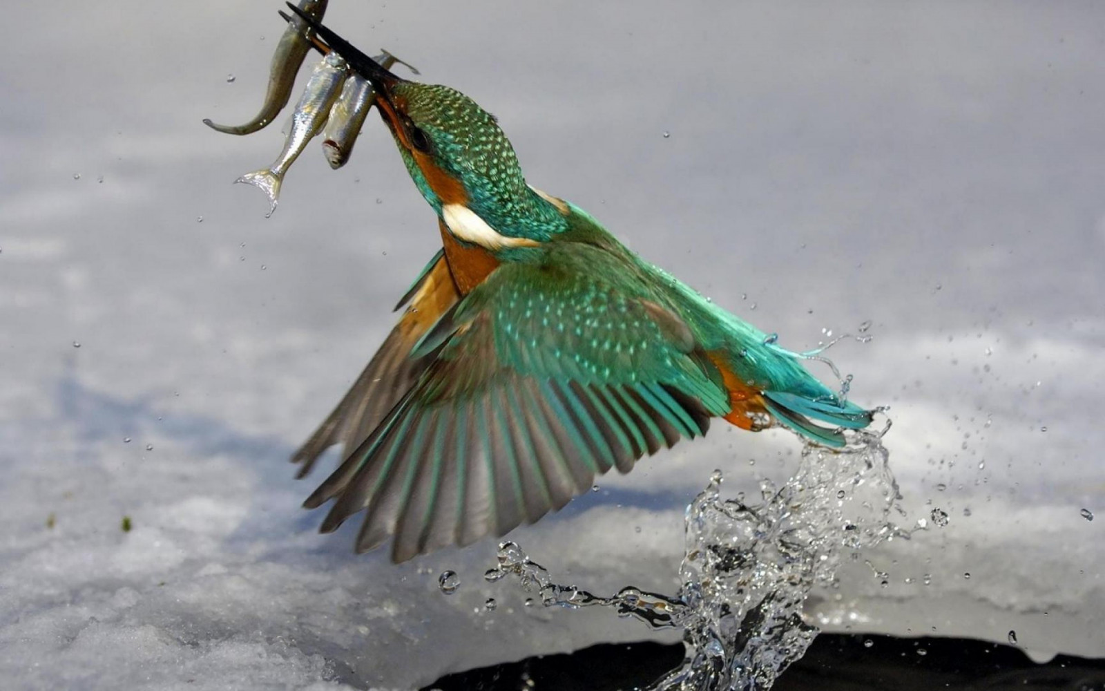 uccelli, animali, natura, natura, martin pescatore, becco, pesca, uccello, ala, fauna, 2560x1600 px, appollaiati uccelli, vertebrato, parrocchetto, pavone