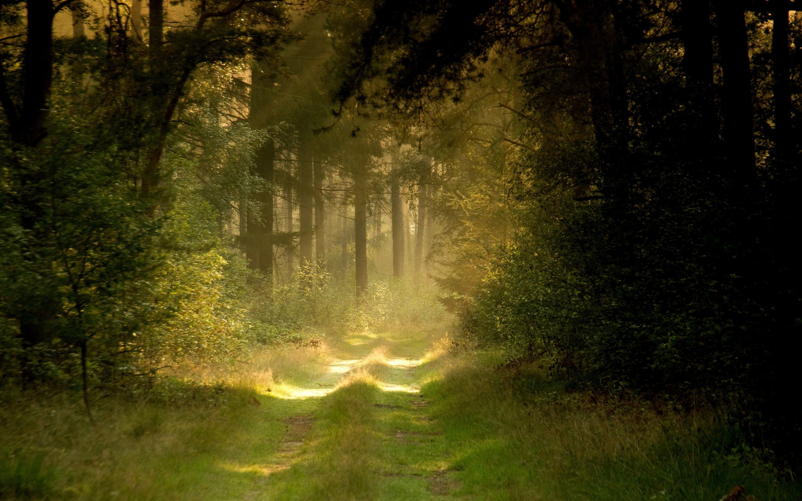 slunečnímu záření, les, noc, Příroda, odraz, zelená, ráno, mlha, divočina, džungle, mokřadní, světlo, strom, podzim, list, tma, Snímek obrazovky, 2560x1600 px, zálesí, místo výskytu, přírodní prostředí, atmosférický jev, počítač tapeta, dřevina, ekosystém