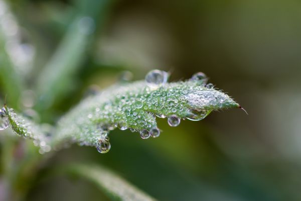 macro,droplets,drops,dew,makro,droppar