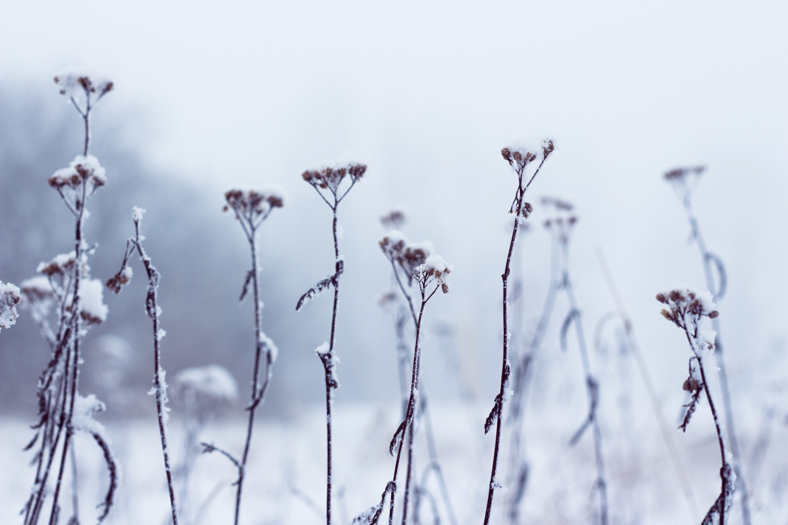bílý, sníh, mlha, Schnee, Nebel, 50mm, 18f, Kánon, licht, světlo, peklo