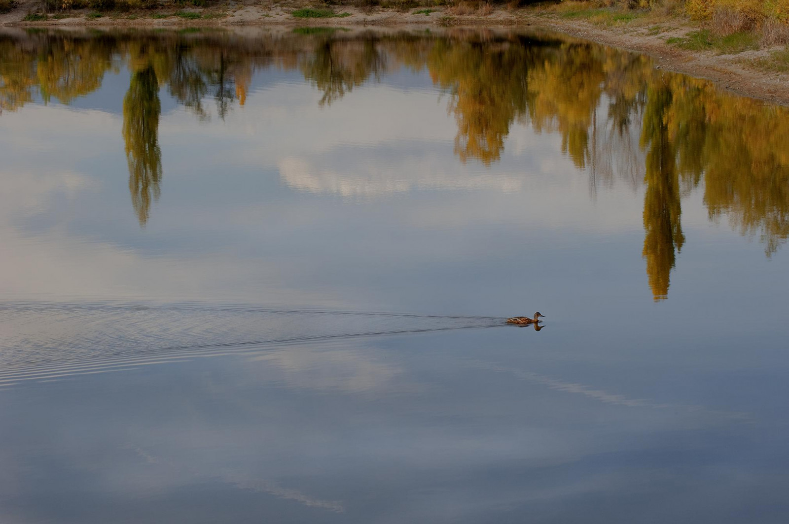 krajina, jezero, voda, odraz, tráva, nebe, mraky, větev, uklidnit, ráno, řeka, kachna, rybník, Colorado, banka, Balvan, mokřadní, pastorální, mrak, strom, F28, NIKKOR, podzim, list, hrabství, rostlina, Michel, zátoka, nádrž, 2, vr, f28g, bažina, jezero, traviny, skály, topoly, Longmont, telezoom, vodní zdroje, Monopod, Stvrain, Basinrockypixrockymountainpixw, Goldenpondspark, Goldenpondsrecreationalpath, Wakeforautumn, Kiteleyf161125thsec102mm270200mm