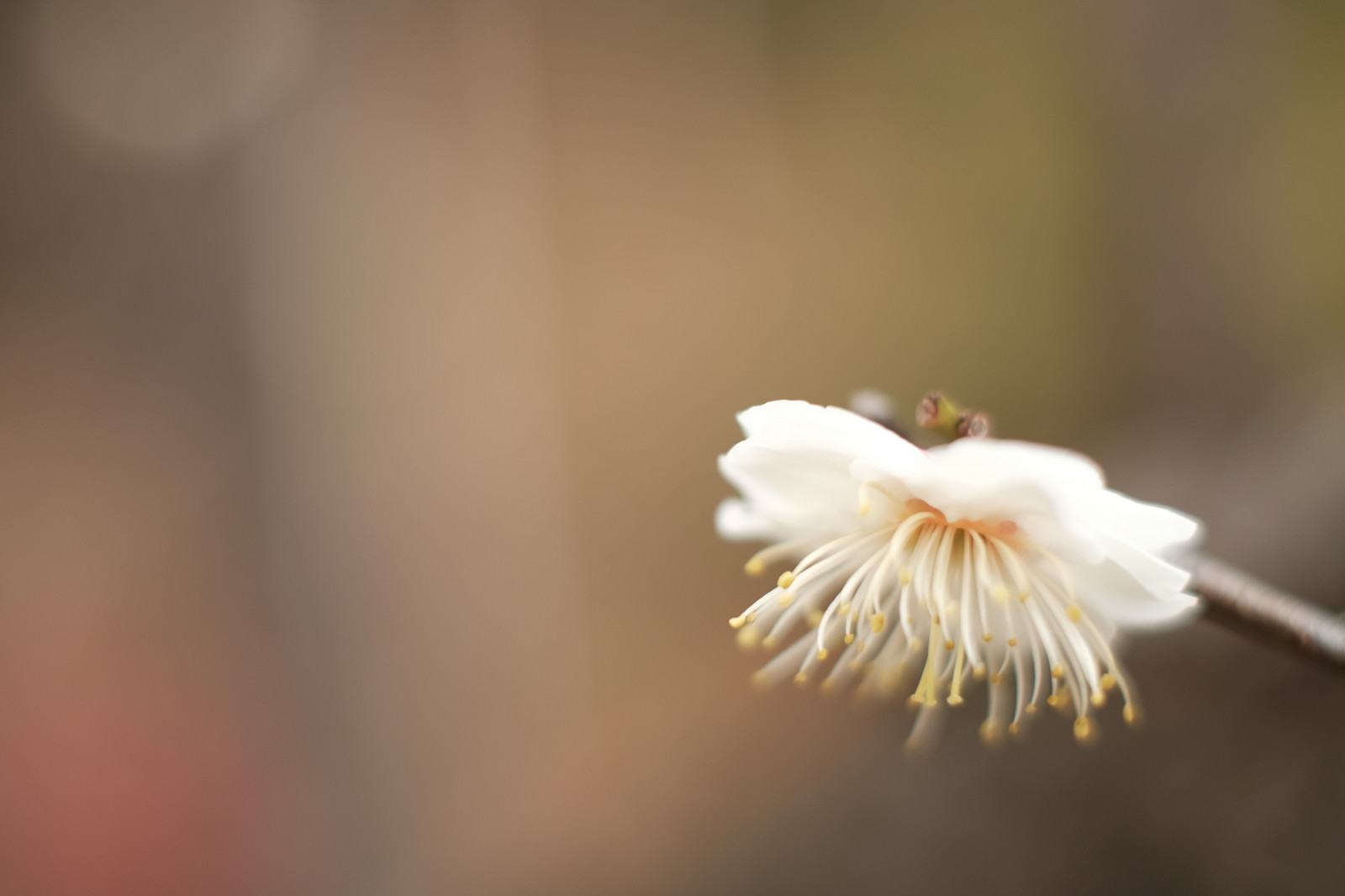 slunečnímu záření, bílý, Příroda, fotografování, větev, žlutý, květ, Tokio, Fujifilm, list, květ, rostlina, dlaň, flóra, okvětní lístek, Fujinon, ikegamibaien, xf35mmf14r, classicchrome, x, xf35mm, XT1, mcex, mcex11, divoká rostlina, suchozemská rostlina, kvetoucí rostlina, zblízka, makro fotografie, závod stonek