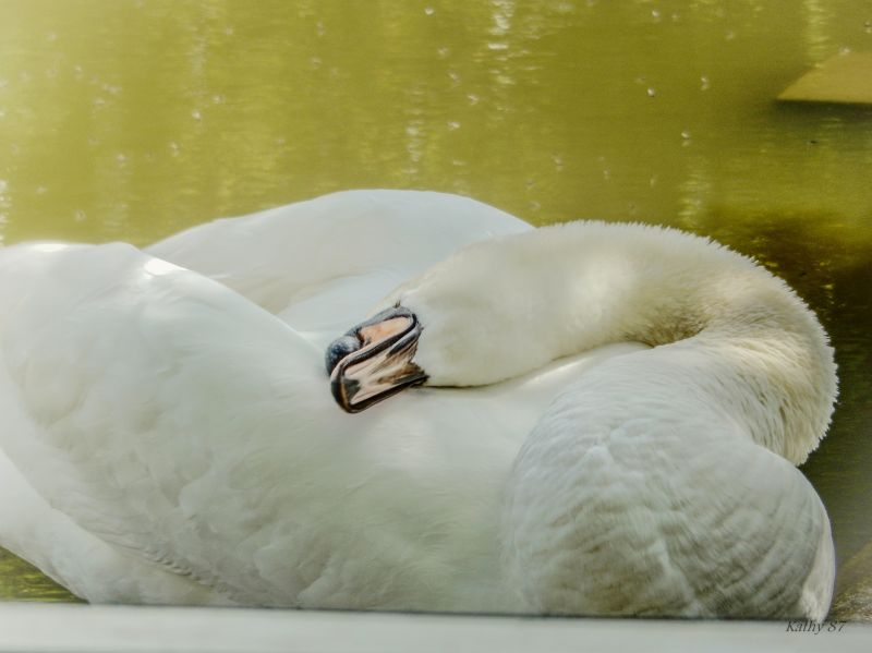 Cygne,Thiên nga