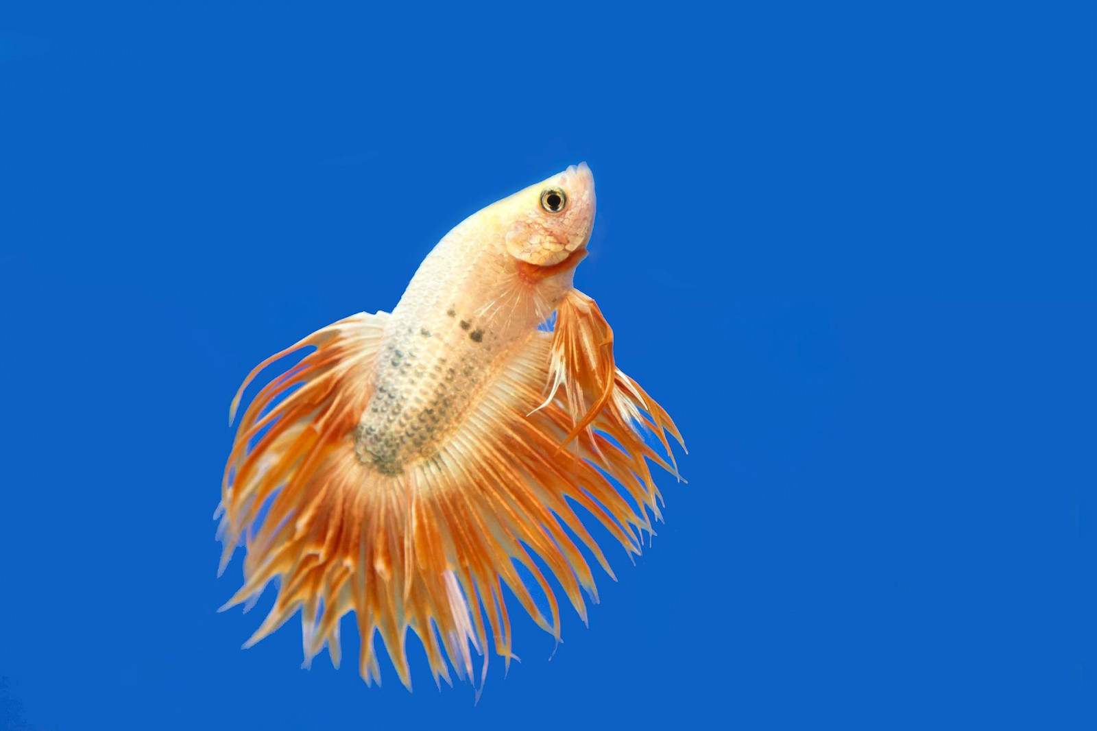 1920x1280 px, betta, bojování, Ryba, psychedelic, siamský, tropický, Pod vodou