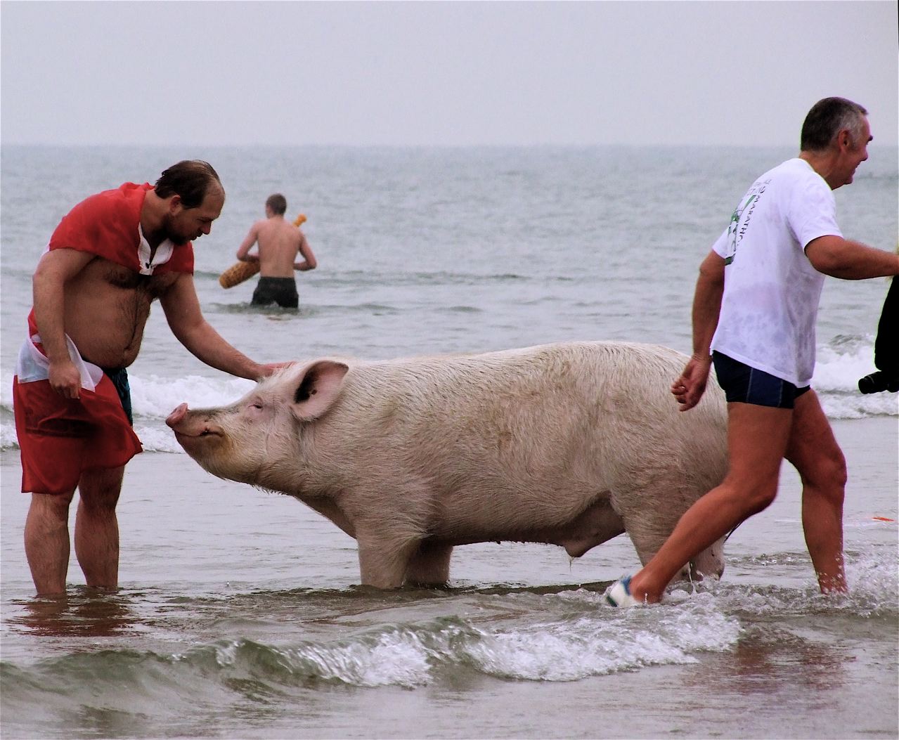 písek, pláž, Kanada, dovolená, Scheveningen, list, javor, hospodářská zvířata, pramen, kust, prase, savec, mooi, denhaag, thehague, obratlovců, čenich, zee, domácí prase, prase jako savec, útočiště, koud, nejhorší, plezier, Hofstad, roel1943, roelwijnants, hofstijl, duik, Tradice, Duin, Badplaats, Scheveningenbeach, Kustplaats, Groetenuitscheveningen, Varken, Knor, Erwtensoep, Neuwjaarsduik, Vlag, Soep, Unox, 1.januára, Newyearsdive, Uniknout z kuchyně