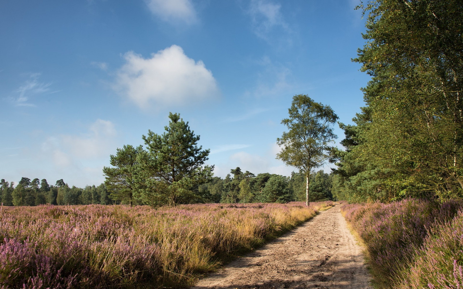træer, landskab, Skov, bakke, natur, græs, himmel, planter, Mark, fotografering, gård, ødemark, sti, vådområde, ryg, Sky, træ, efterår, bjerg, plante, sti, landbrug, eng, skov, prærie, jord, landdistrikt, levested, naturligt miljø, vedplante, økosystem, græs familie