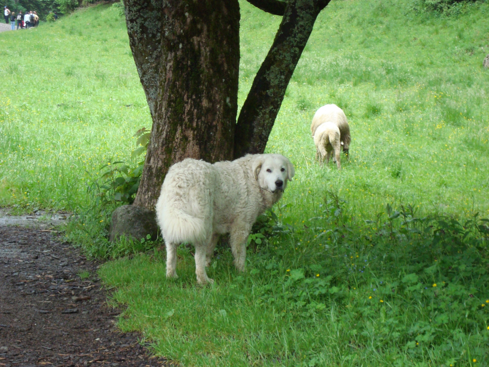 zvěř, tráva, Pes, ovce, pastvina, louka, fauna, savec, ovce, obratlovců, psí plemeno skupina, pastvisko, hnát