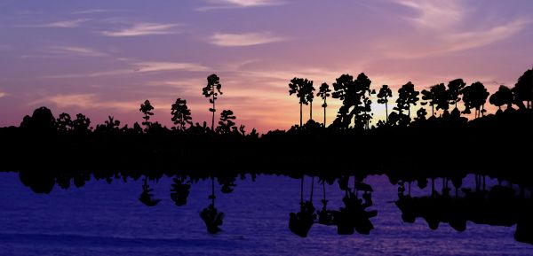 sunset, sea, beach, trees, coconuts, sky