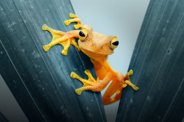 animals,Andri Priyadi,frog,leaves,plants,closeup