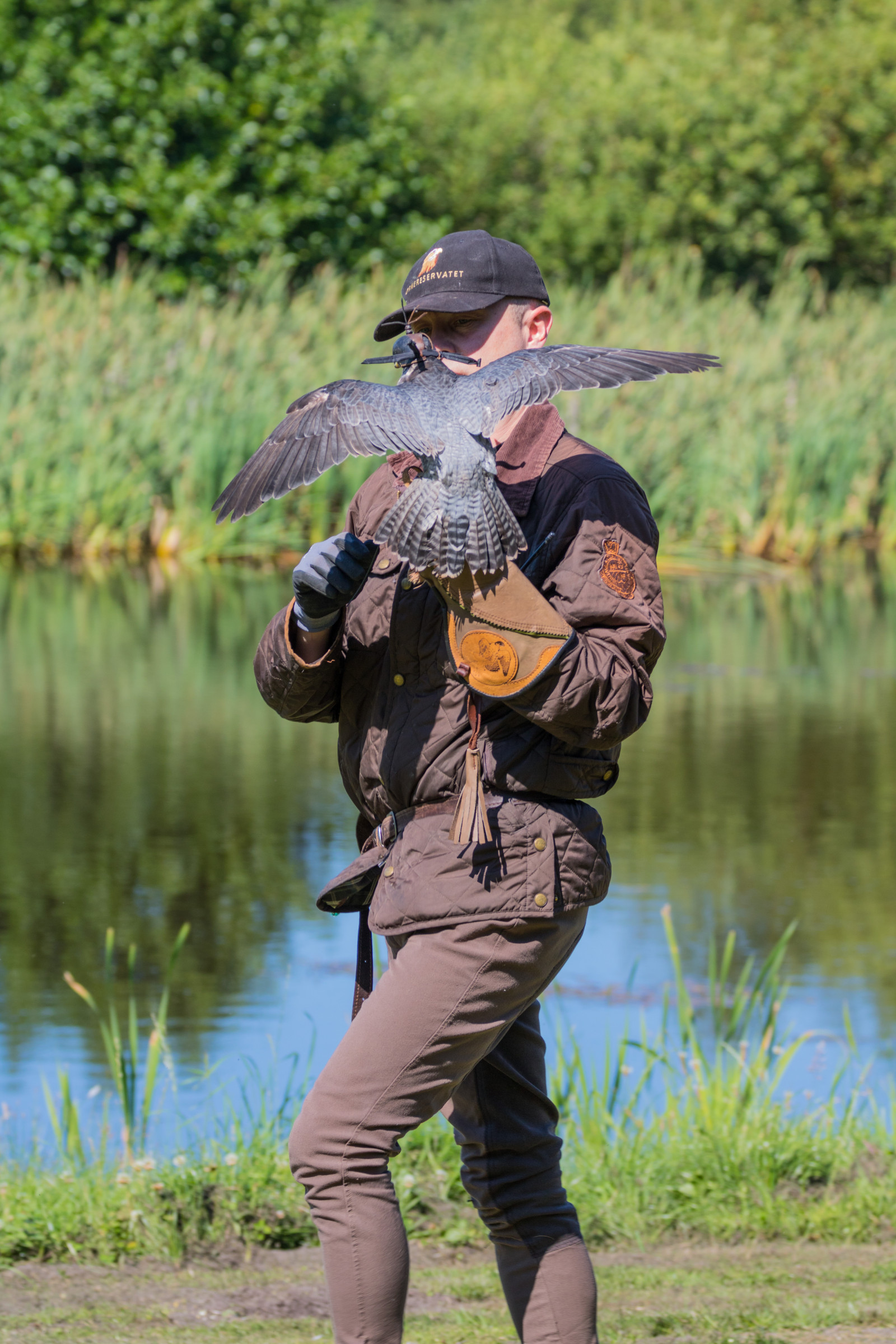 Danimarca, Falco, uccello, birdofprey, Danmark, f gel, modello canoneos760d exif, geocountry, Marca fotocamera Canon, Geocity, modello di fotocamera canoneos760d, geostate, geolocalizzazione, apertura exif 56, exif fare canon, exif ISOSPEED 100, exif focalLength 120 millimetri, ef70300mmf456lisusm lente exif, Skagen, gel rovf, eagleworld, rnreservatet, falk, Falkoner, falkonerare, agricoltura, ricreazione, ricreazione all'aperto, pesca sportiva