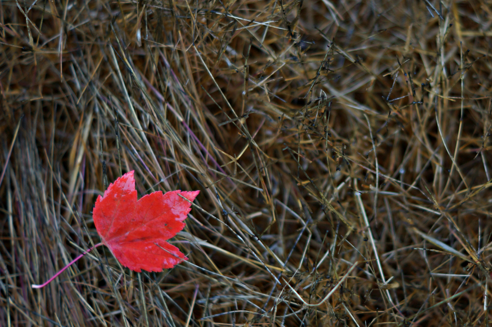 Červené, Kanada, strom, podzim, Příroda, list, flickr, Sony, Javorový list, A77, kalpurush