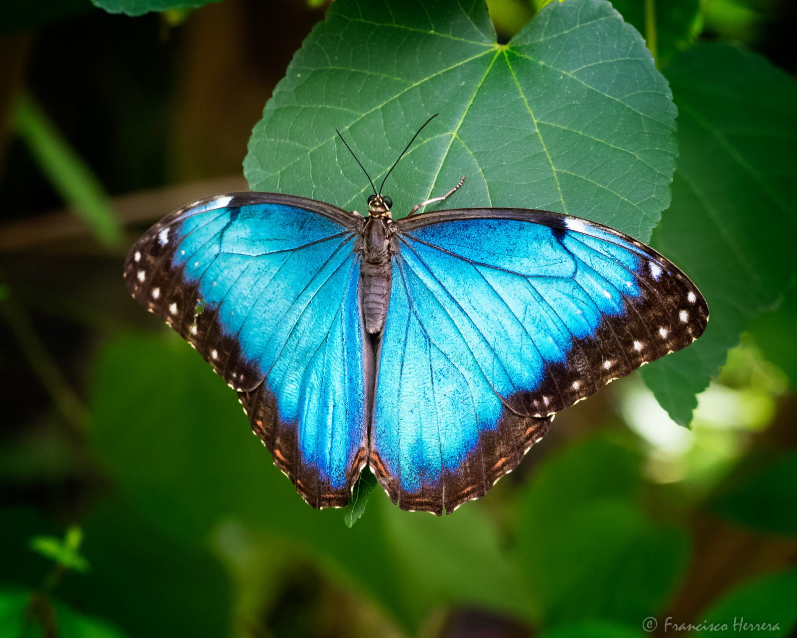 zvěř, Příroda, park, motýl, hmyz, zelená, lepidoptera, Florida, zvíře, list, květ, nás, tropy, křídlo, fauna, Spojené státy, botanika, zblízka, makro fotografie, bezobratlý, členovců, Nymphalidae, opylovači, můry a motýli, morphopeleides, insecta, lycaenid, motýl monarcha, Colias, fairchildtropicalbotanicgarden, wingsofthetropics, commonmorpho, morpho, brushfooted, peleidesbluemorpho, císař, čtvernohých, motýlů, Pinecrest, štětec footed motýl