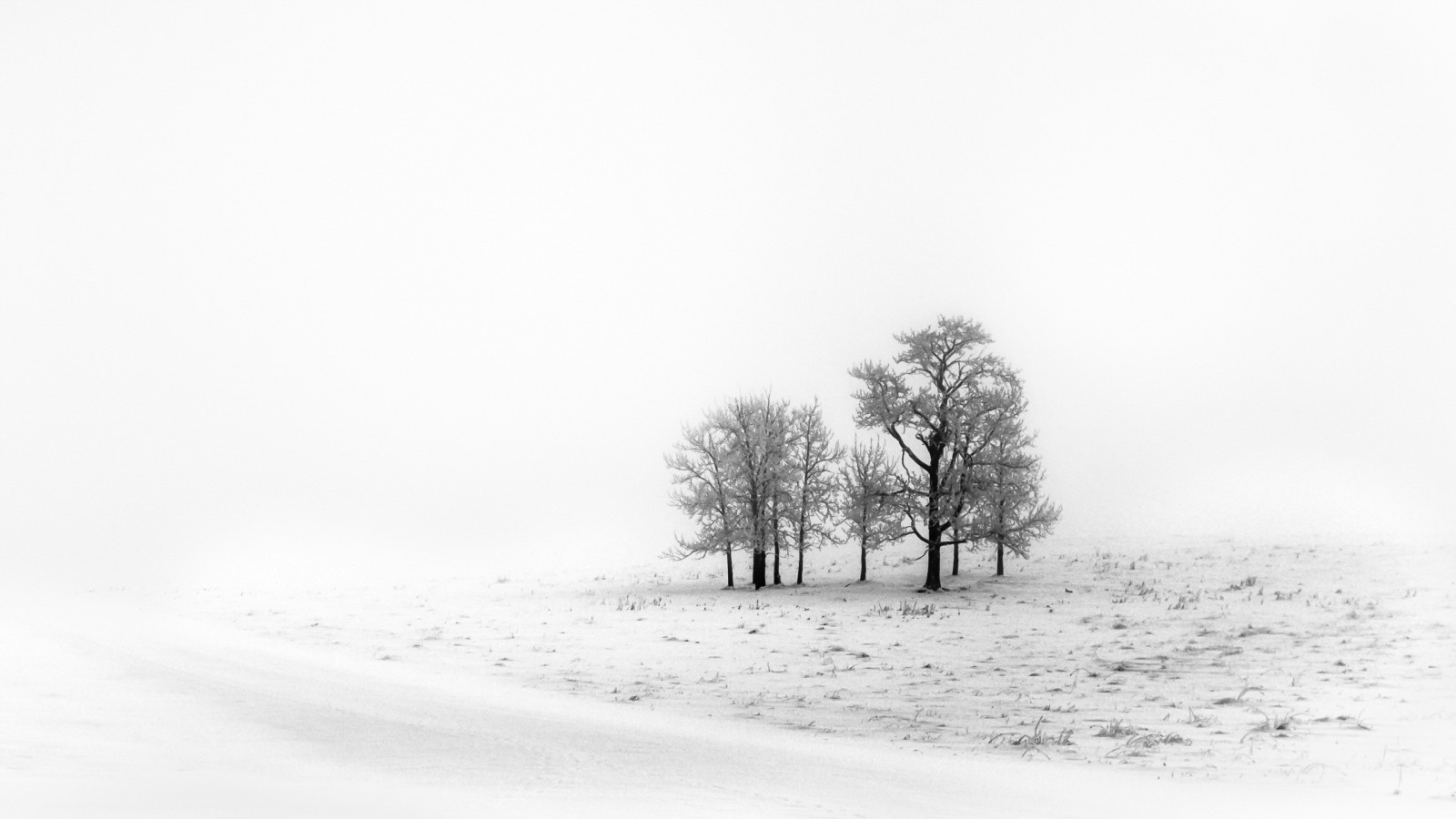 ต้นไม้, แนวนอน, สีขาว, ขาวดำ, หิมะ, ฤดูหนาว, สาขา, น้ำแข็ง, หมอก, การแช่แข็ง, หมอก, สภาพอากาศ, ฤดู, พายุหิมะ, 2560x1440 px, ปรากฏการณ์บรรยากาศ, ดำและขาว, ถ่ายภาพขาวดำ, พายุฤดูหนาว