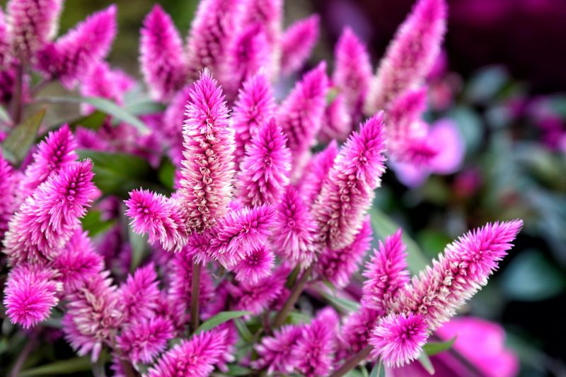 plants, macro, blossom, herb, flower, pink plants, macro, blossom, herb, flower, pink