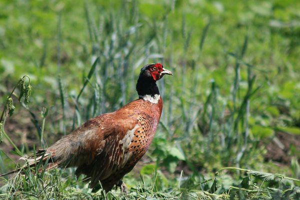 grass,pheasant,bird,walk
