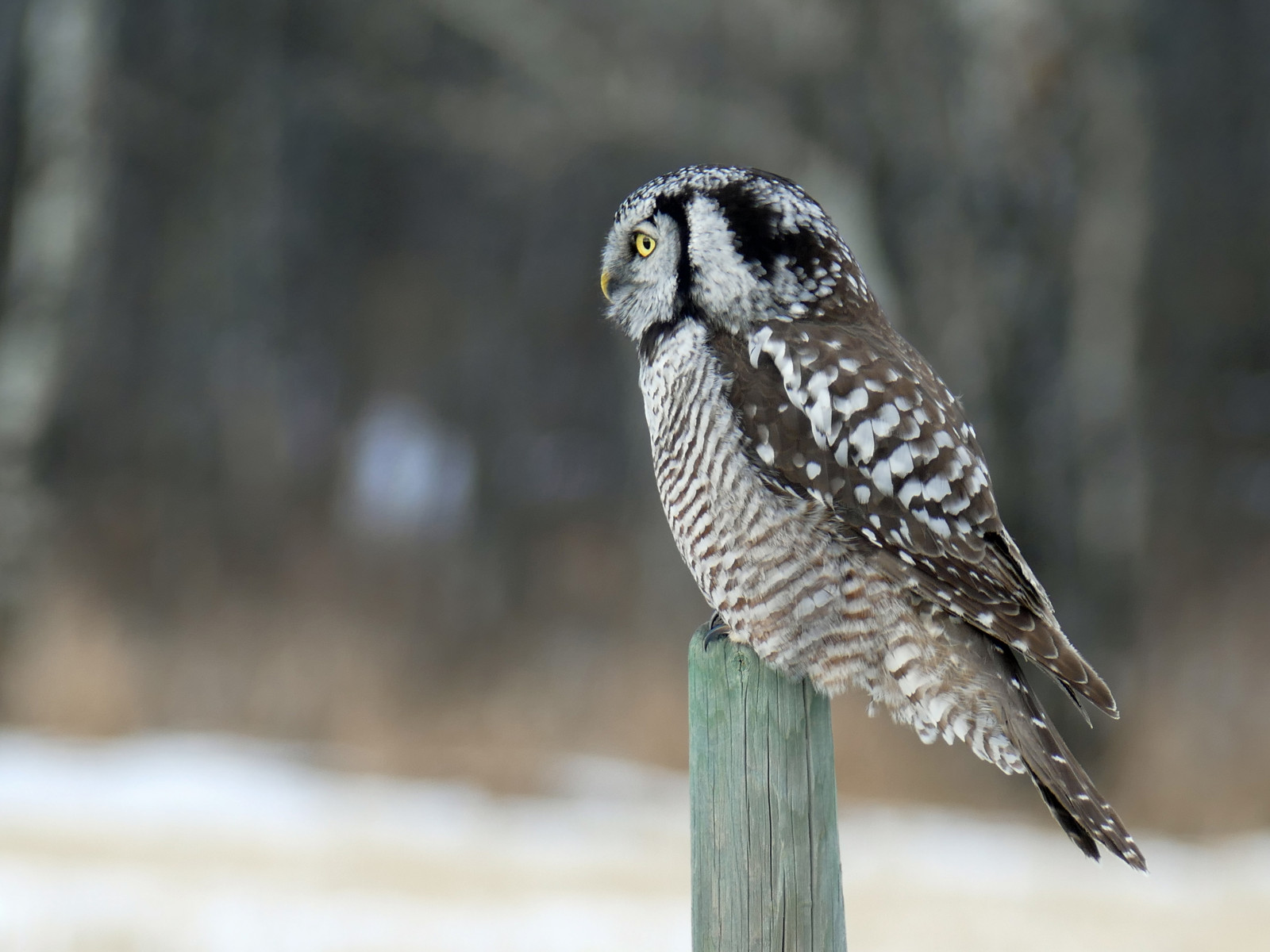 uccelli, natura, inverno, campo, natura, Canada, uccello rapace, gufo, bokeh, Alberta, becco, Falco, a caccia, albero, all'aperto, uccello, falco, birdofprey, piuma, adulto, fauna, bosco, aviaria, grande gufo grigio, tutti i diritti riservati, arroccato, recinzione, ornitologia, annkelliott, fz1000, anneelliott, vista laterale, anneelliott2017, Northernhawkowl, Soprannula, 29 gennaio 2017, Ethicalowlphoto