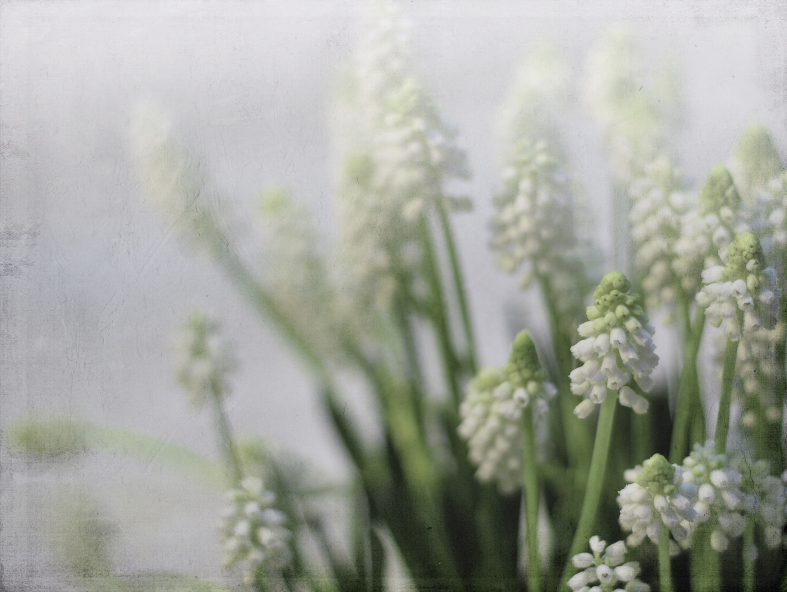 květiny, bílý, zelená, měkký, zasněný, texturou, muscari, awesomeblossoms